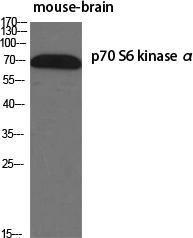 Antibody A93918-100