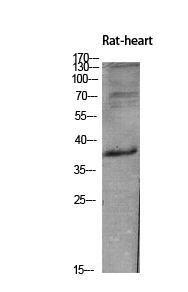 Western blot analysis of extracts from rat heart using Anti-INHBE Antibody