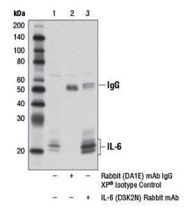 Anti-Interleukin 6 Rabbit Monoclonal Antibody [clone: 13G41]