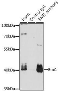 Immunoprecipitation analysis of 200 µg extracts of K-562 cells using 3 µg of Anti-Bmi1 Antibody (A12543) This Western blot was performed on the immunoprecipitate using Anti-Bmi1 Antibody (A12543) at a dilution of 1:1000