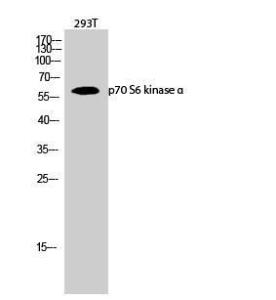 Antibody A93918-100