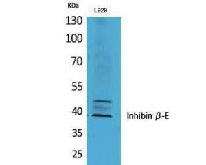 Western blot analysis of L929 cells using Anti-INHBE Antibody