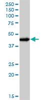 Anti-JUNB Mouse Polyclonal Antibody