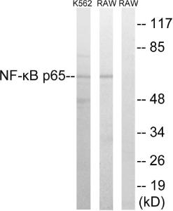 Antibody A93919-100