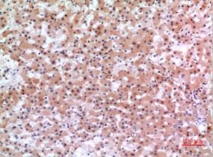 Immunohistochemical analysis of paraffin-embedded human liver using Anti-INHBE Antibody