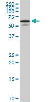 Anti-STXBP1 Mouse Monoclonal Antibody [clone: 6D1]