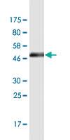 Anti-RAB13 Mouse Monoclonal Antibody [clone: 8H8]