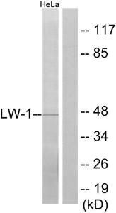 Western blot analysis of lysates from HeLa cells using Anti-LW-1 Antibody. The right hand lane represents a negative control, where the antibody is blocked by the immunising peptide