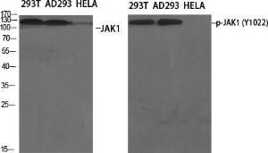 Western blot analysis of various cells using Anti-JAK1 Antibody