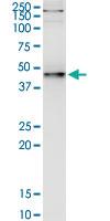 Anti-PNMA2 Mouse Monoclonal Antibody