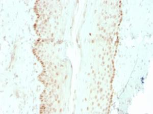 Anti-SOX2 antibody