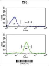 Anti-CAT Rabbit Polyclonal Antibody