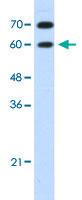 Anti-DMRT2 Rabbit Polyclonal Antibody