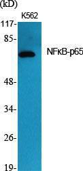 Antibody A93919-100