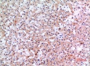 Immunohistochemical analysis of paraffin-embedded human liver using Anti-INHBE Antibody