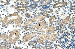 Anti-DMRT2 Rabbit Polyclonal Antibody