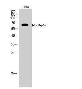 Antibody A93919-100