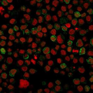 Immunofluorescent analysis of paraformaldehyde fixed Ramos cells stained with Anti-CD22 Antibody [BLCAM/1796] followed by Goat Anti-Mouse IgG (CF&#174; 488) (Green). Nuclear counterstain is RedDot.