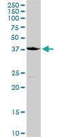 Anti-CD207 Rabbit Polyclonal Antibody