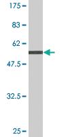 Anti-NXPH3 Mouse Monoclonal Antibody [clone: 4C8]