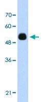 Anti-DMTF1 Rabbit Polyclonal Antibody