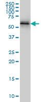 Anti-NUP62 Mouse Monoclonal Antibody [clone: 2D3]