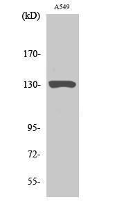 Western blot analysis of A549 cells using Anti-JAK1 Antibody