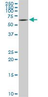 Anti-STXBP1 Mouse Monoclonal Antibody [clone: 6D1]