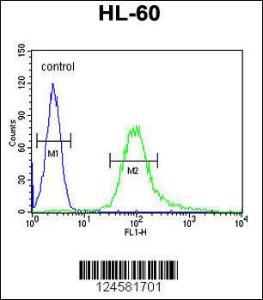 Anti-B3GNT4 Rabbit Polyclonal Antibody (AP (Alkaline Phosphatase))