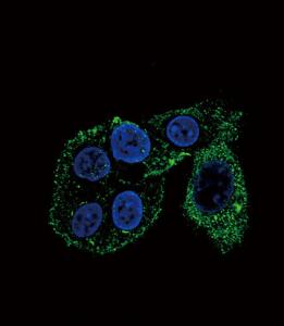 Anti-CYP2S1 Rabbit Polyclonal Antibody (AP (Alkaline Phosphatase))