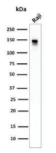 Western blot analysis of human Raji cell lysate using Anti-CD22 Antibody [BLCAM/1796]