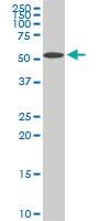 Anti-NUP62 Mouse Monoclonal Antibody [clone: 2D3]