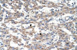 Anti-DUT Rabbit Polyclonal Antibody