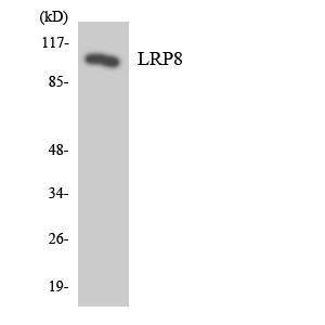 Western blot analysis of the lysates from HeLa cells using Anti-LRP8 Antibody