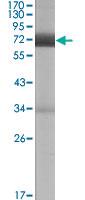 Anti-CER1 Mouse Monoclonal Antibody [clone: 5C6]