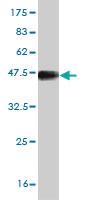 Anti-RSF1 Mouse Monoclonal Antibody [clone: 3E6]