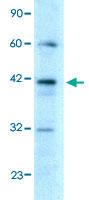 Anti-E2F4 Rabbit Polyclonal Antibody