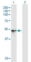 Anti-CHN1 Mouse Polyclonal Antibody