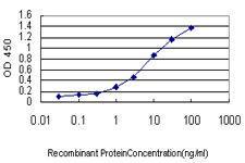 Anti-HBB Mouse monoclonal antibody [clone: 7B12]