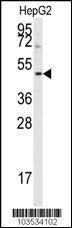 Anti-AURKB Rabbit Polyclonal Antibody (Biotin)