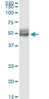 Anti-SPDL1 Mouse Monoclonal Antibody [clone: 2F4]