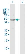 Anti-CHN1 Rabbit Polyclonal Antibody