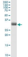 Anti-PLSCR1 Rabbit Polyclonal Antibody