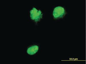 Anti-NUP62 Mouse Monoclonal Antibody [clone: 2D3]