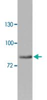 Anti-ZYX Rabbit Polyclonal Antibody