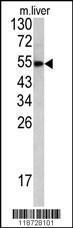 Anti-HPX Rabbit Polyclonal Antibody (APC (Allophycocyanin))