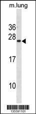 Anti-ISCU Rabbit Polyclonal Antibody (APC (Allophycocyanin))