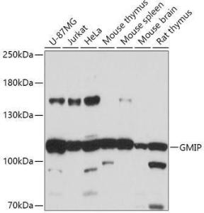 Western blot analysis of extracts of various cell lines, using Anti-GMIP Antibody (A307109) at 1:1000 dilution. The secondary Antibody was Goat Anti-Rabbit IgG H&L Antibody (HRP) at 1:10000 dilution. Lysates/proteins were present at 25 µg per lane