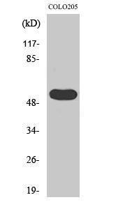 Anti-LIPI Rabbit Polyclonal Antibody