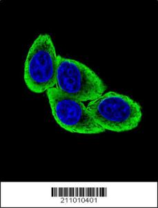 Anti-GAPDH Mouse Monoclonal Antibody [clone: 1A10A10]